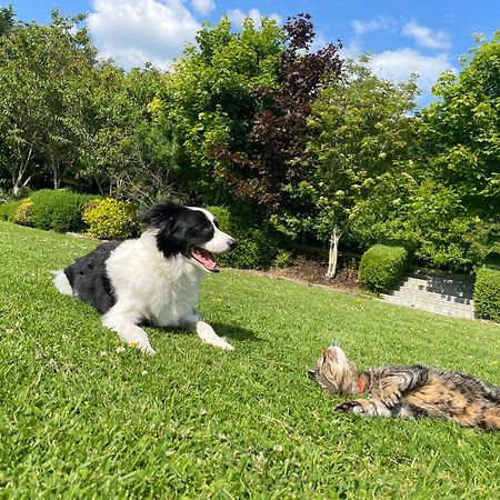スライゴ Castledale Bed & Breakfast エクステリア 写真